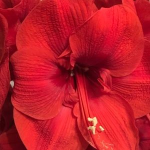 Meet your Posher, Georganna